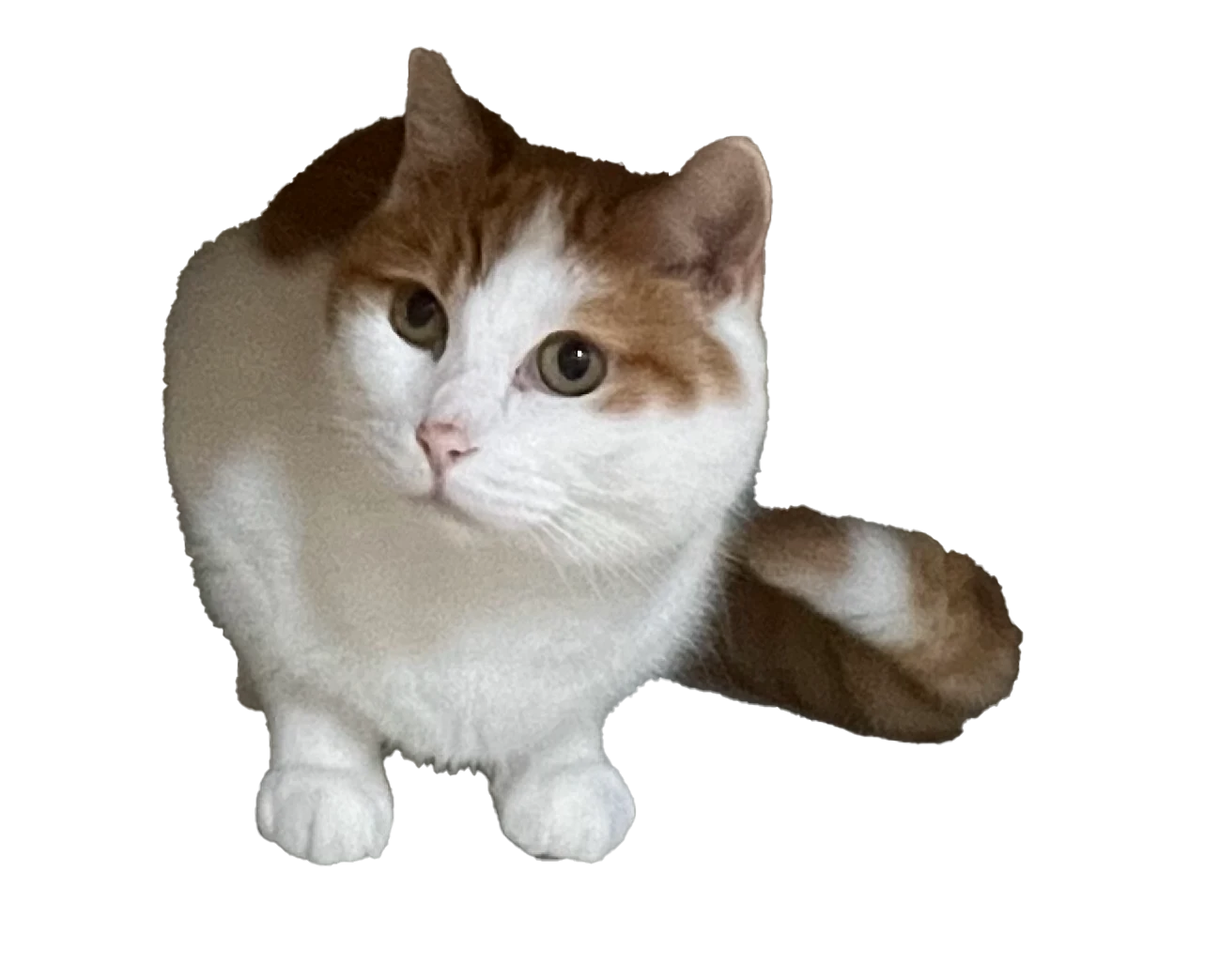 Ramen, an orange and white cat resting calmly