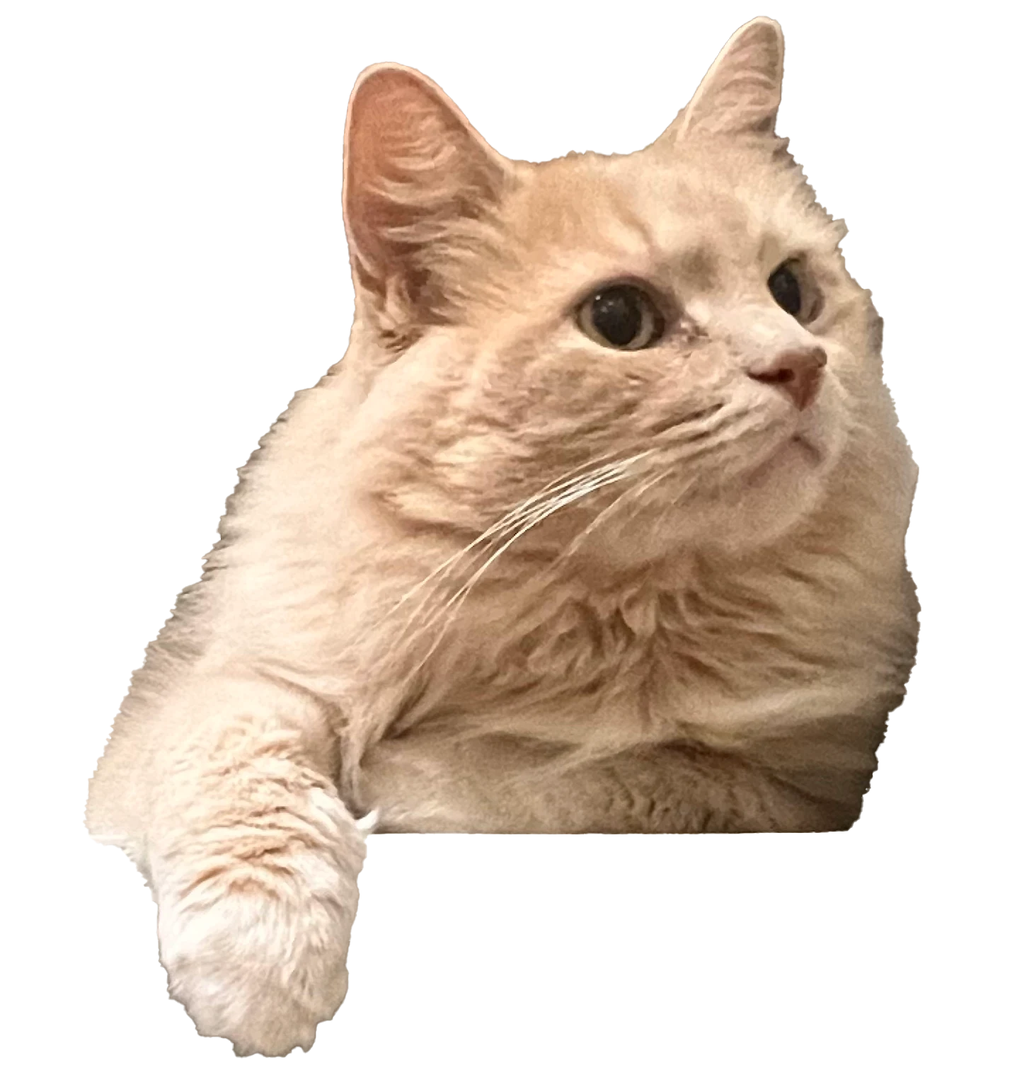 YOYO, a fluffy light-colored cat looking upward